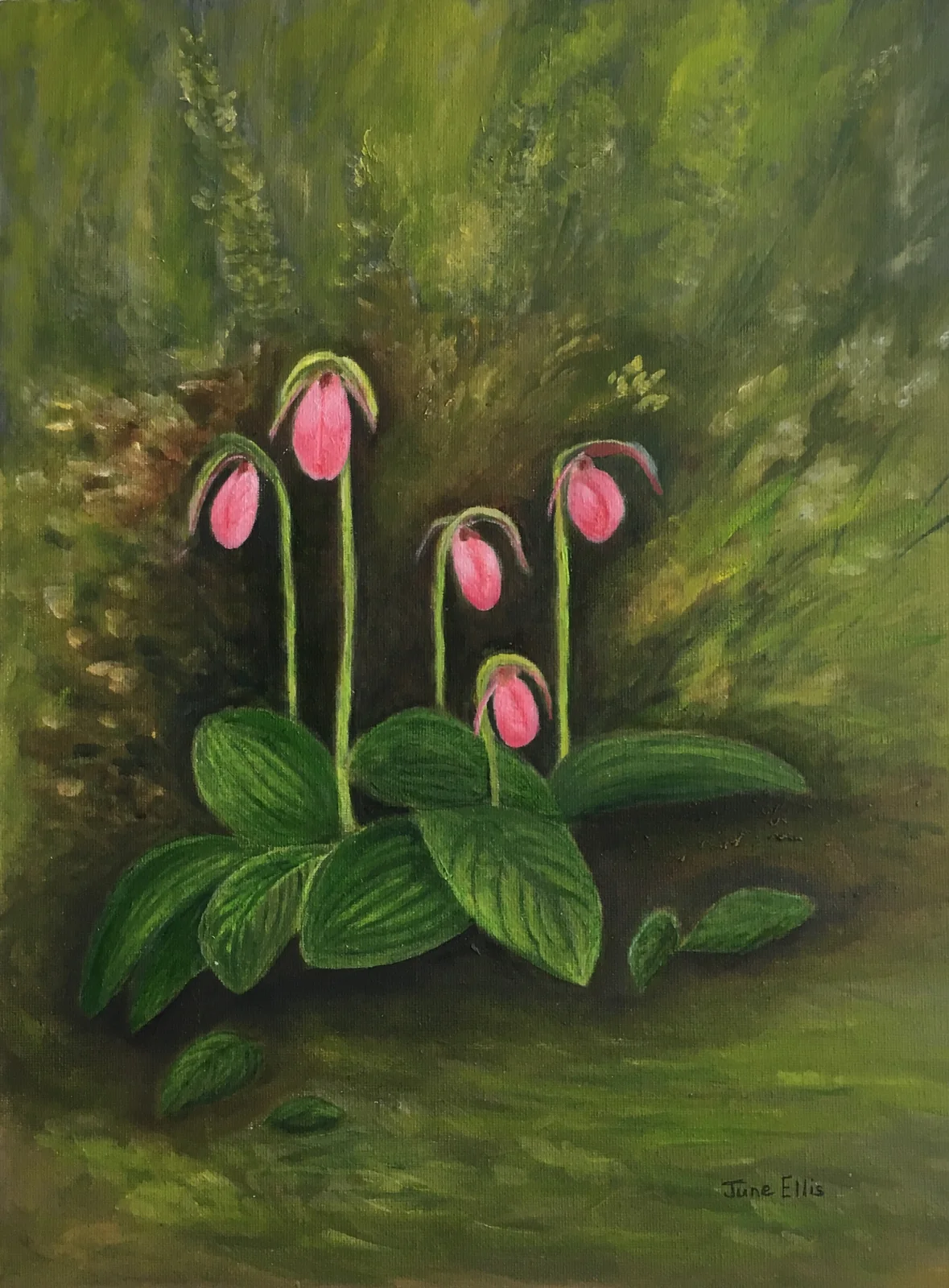 Pink lady slippers in the forest