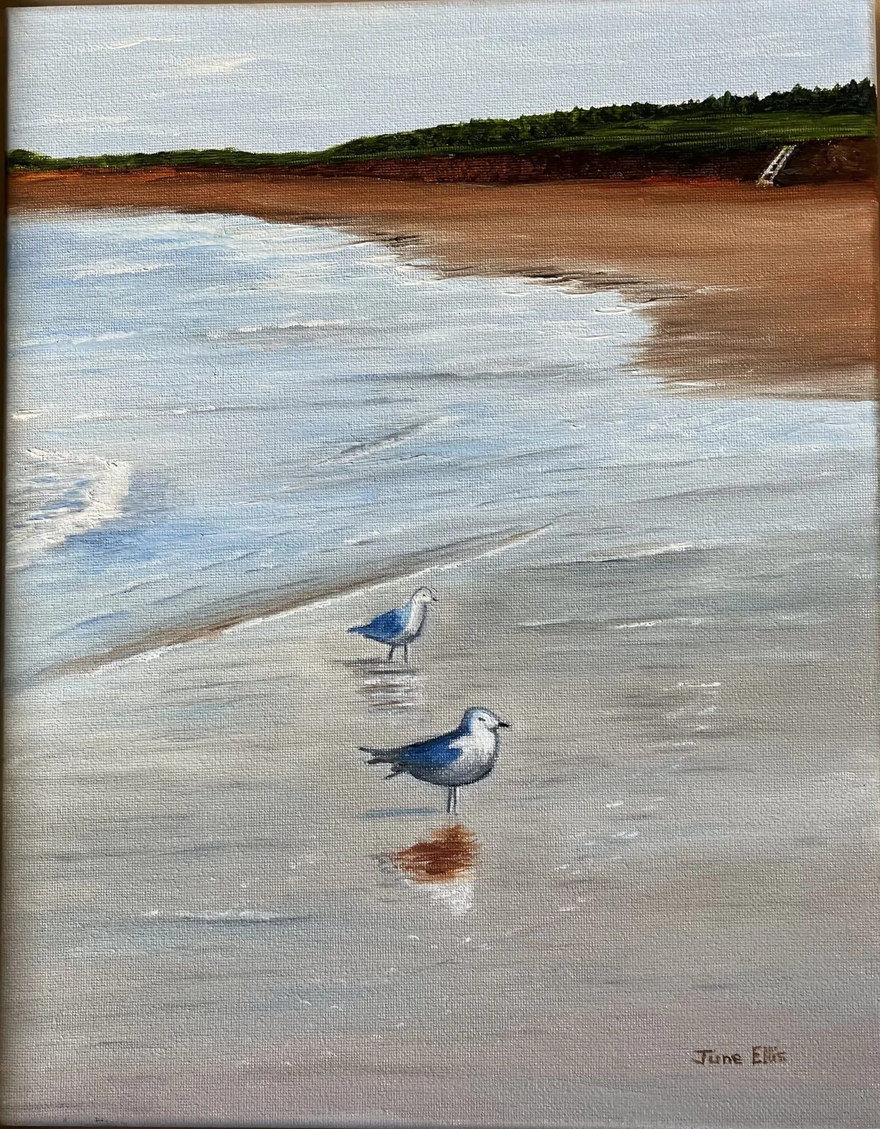 Original Oil painting of Two seagulls on the beach with the tide coming in on Prince Edward Island by June Ellis PEI Artist